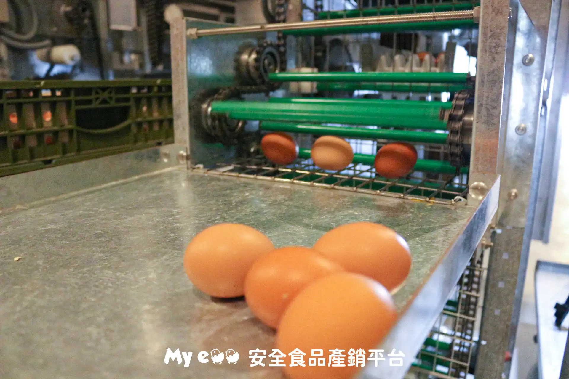 My egg 自動集蛋系統，減少人員進出雞舍而造成的汙染問題